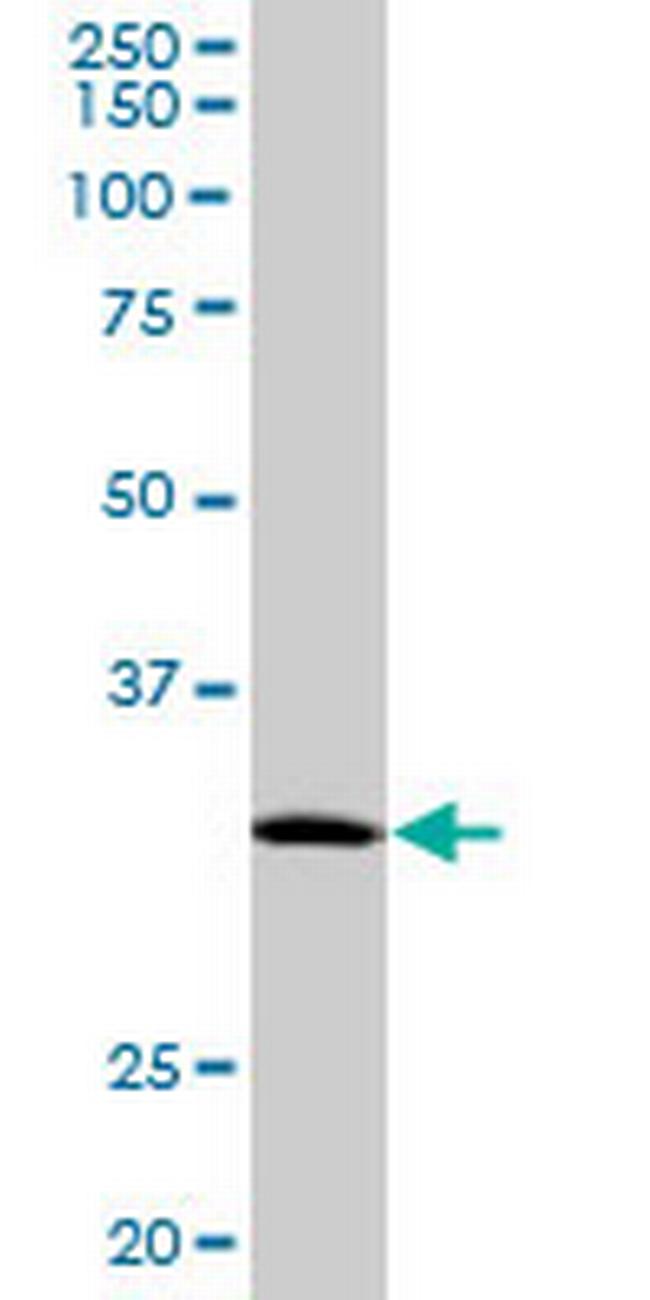 MBD3 Antibody in Western Blot (WB)