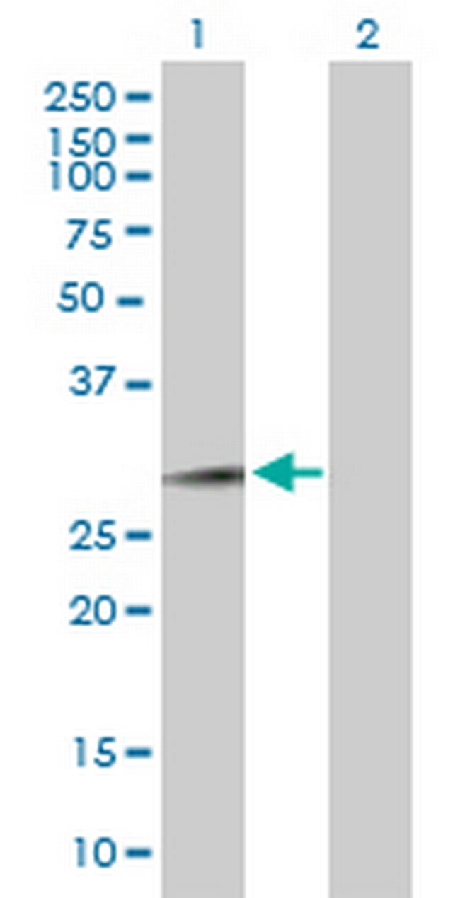 FAM3B Antibody in Western Blot (WB)