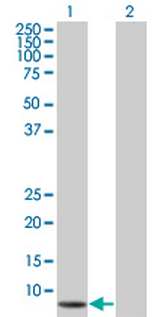 CYCS Antibody in Western Blot (WB)