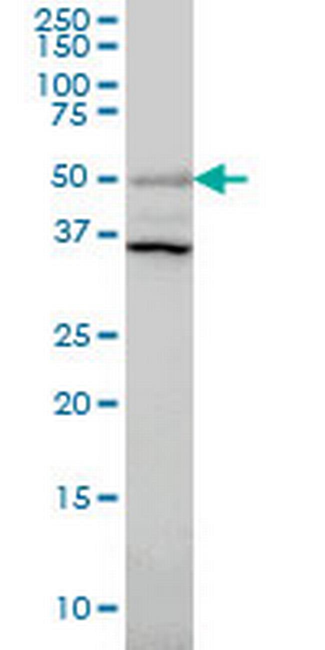 ERRFI1 Antibody in Western Blot (WB)
