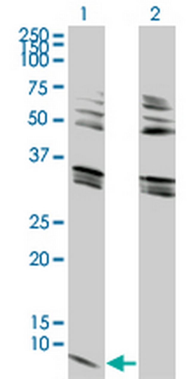 GNG2 Antibody in Western Blot (WB)