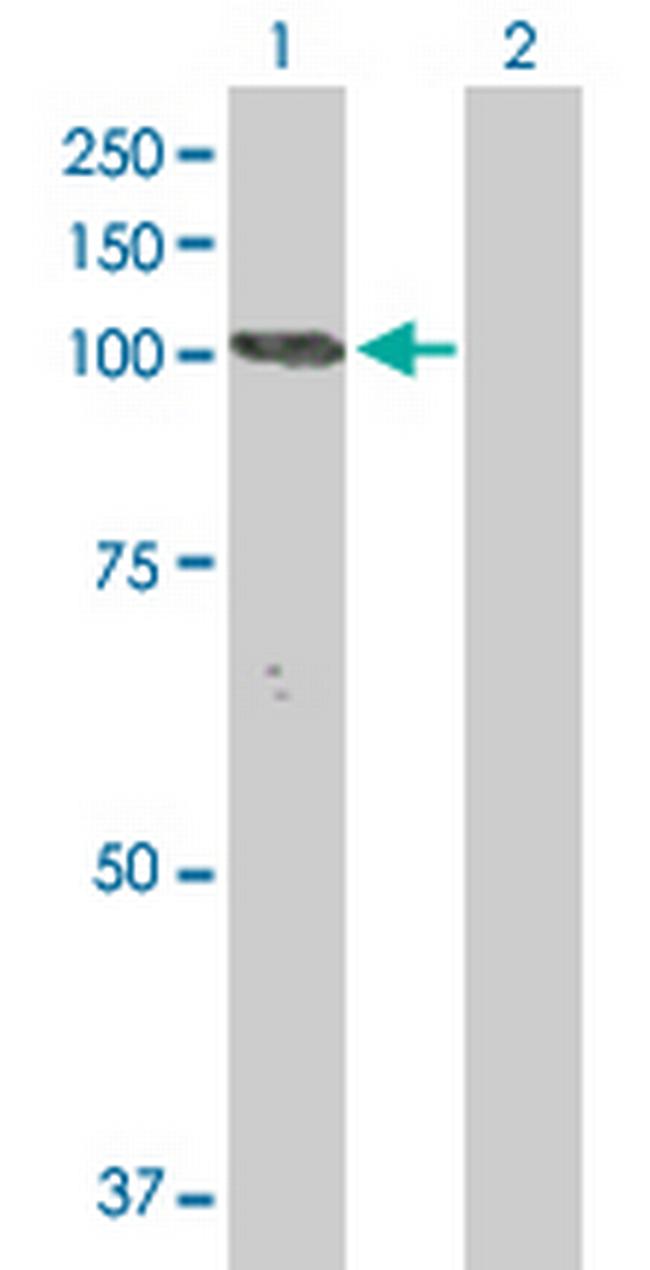 NLGN3 Antibody in Western Blot (WB)