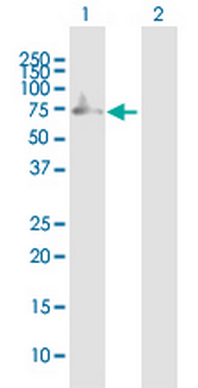 SIAE Antibody in Western Blot (WB)