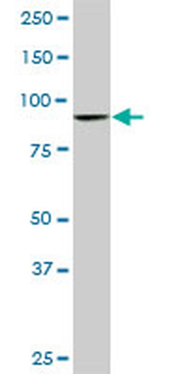 DNAJC10 Antibody in Western Blot (WB)