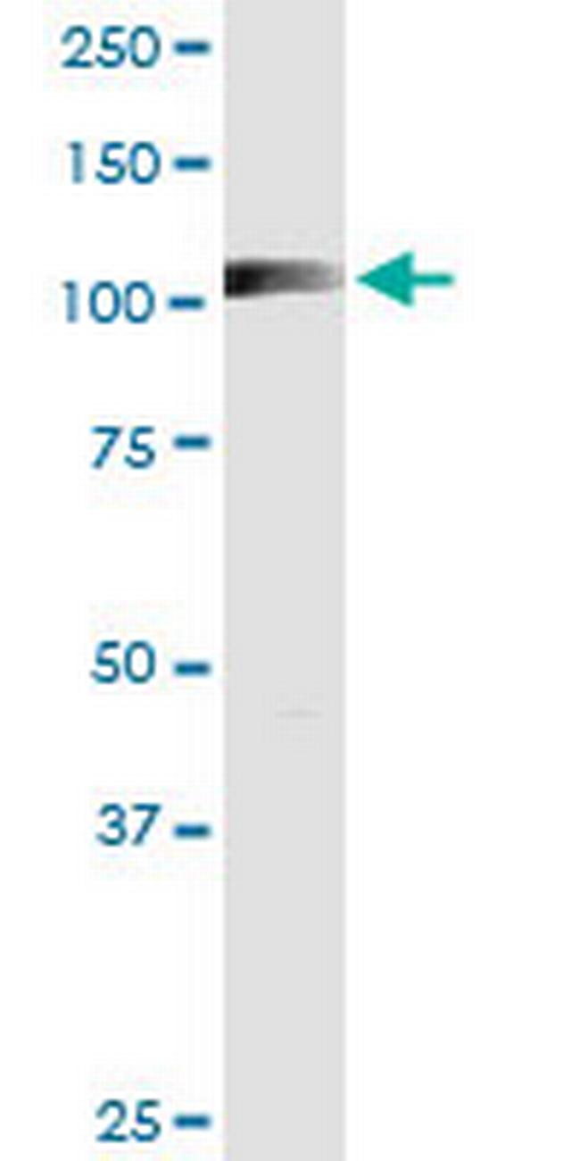 RIN2 Antibody in Western Blot (WB)