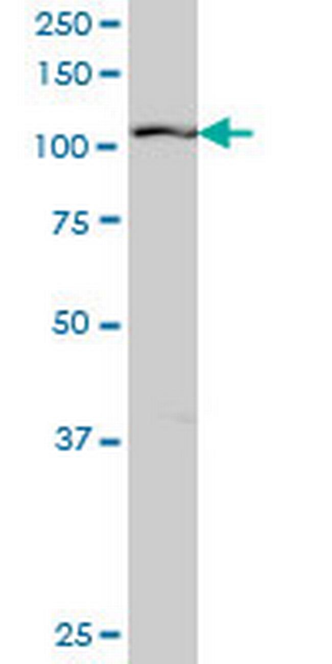 RIN2 Antibody in Western Blot (WB)