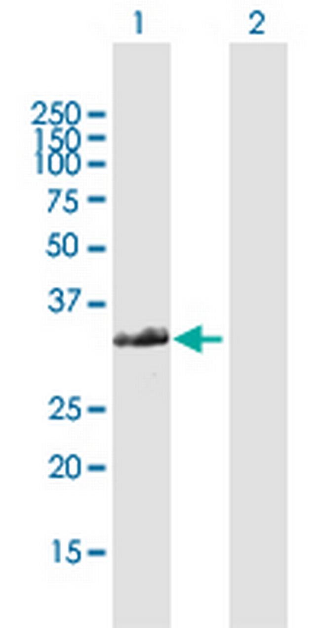 FAM64A Antibody in Western Blot (WB)