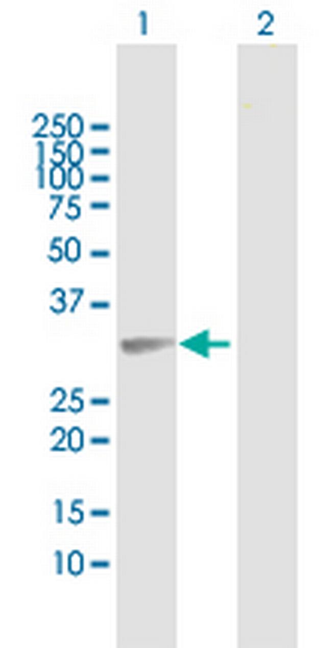 FAM64A Antibody in Western Blot (WB)