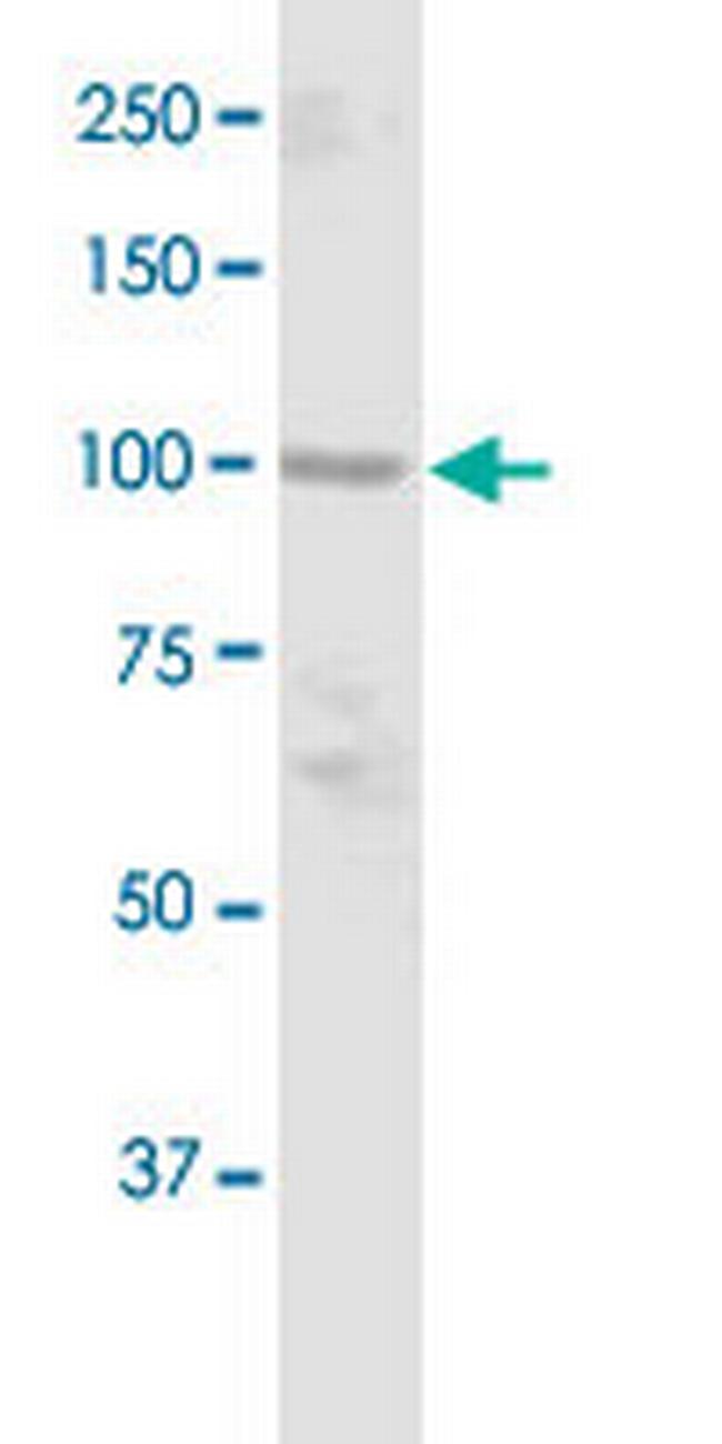 DGCR8 Antibody in Western Blot (WB)