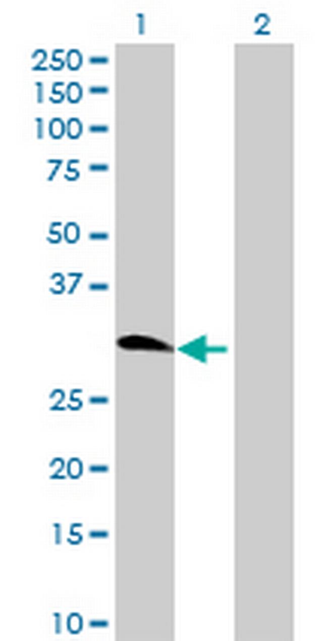 MTRF1L Antibody in Western Blot (WB)
