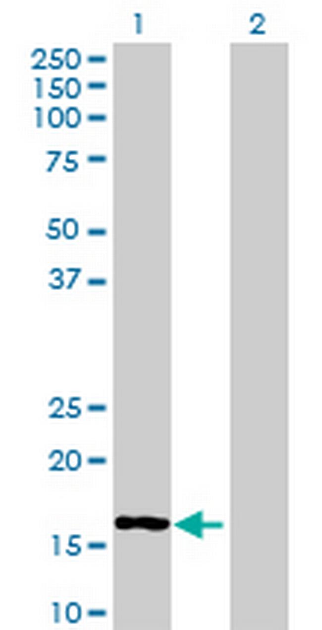 MRPL50 Antibody in Western Blot (WB)