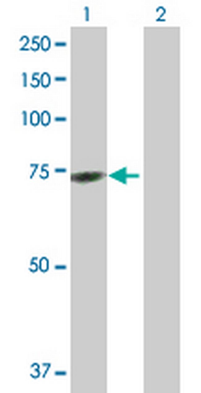 GTPBP2 Antibody in Western Blot (WB)