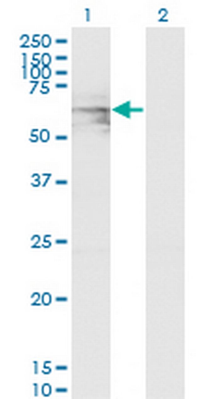 GATAD2A Antibody in Western Blot (WB)