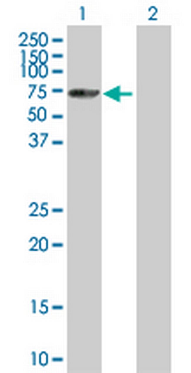SNRK Antibody in Western Blot (WB)