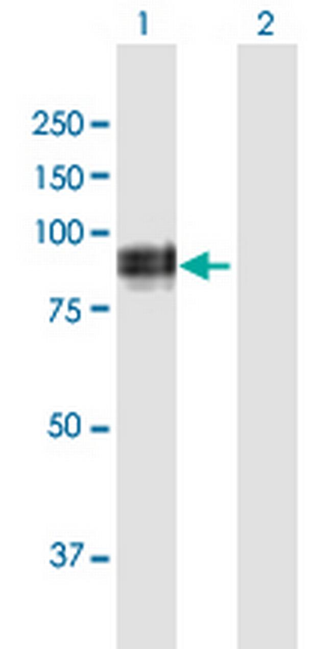 WHSC1L1 Antibody in Western Blot (WB)
