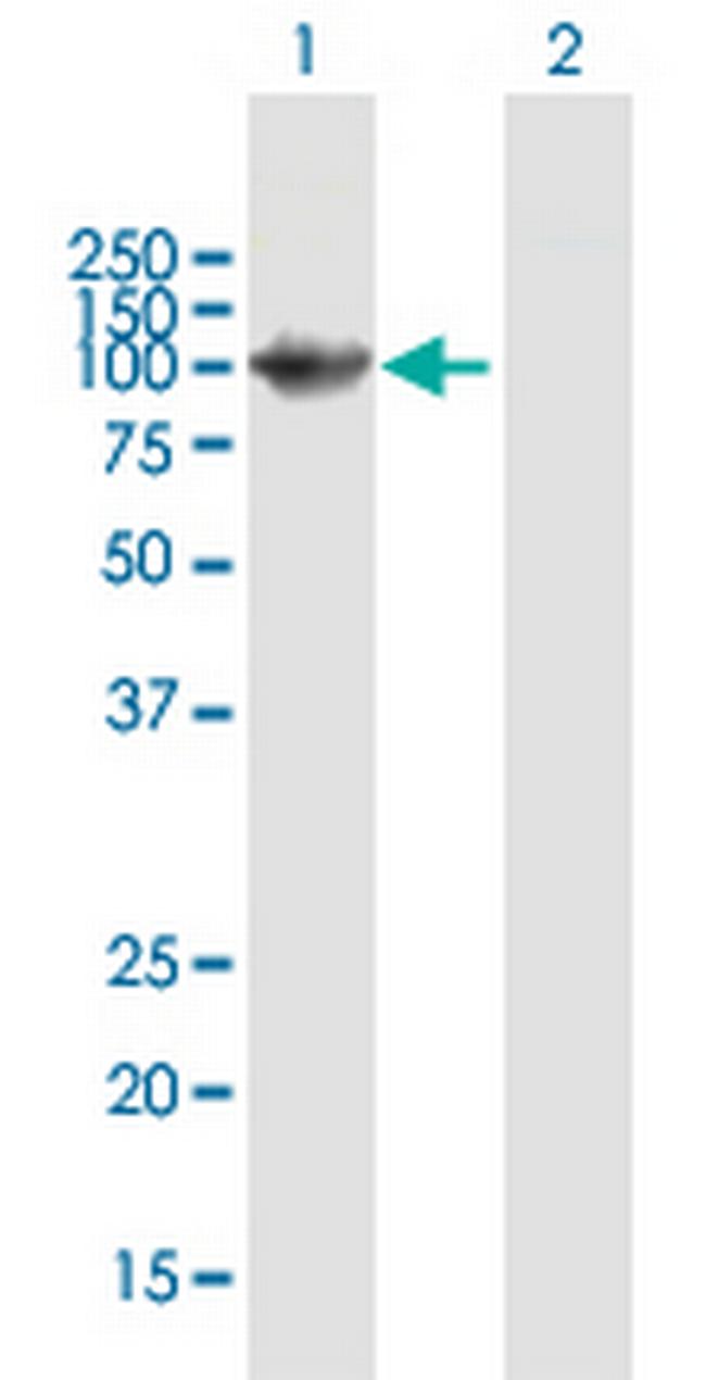 WHSC1L1 Antibody in Western Blot (WB)