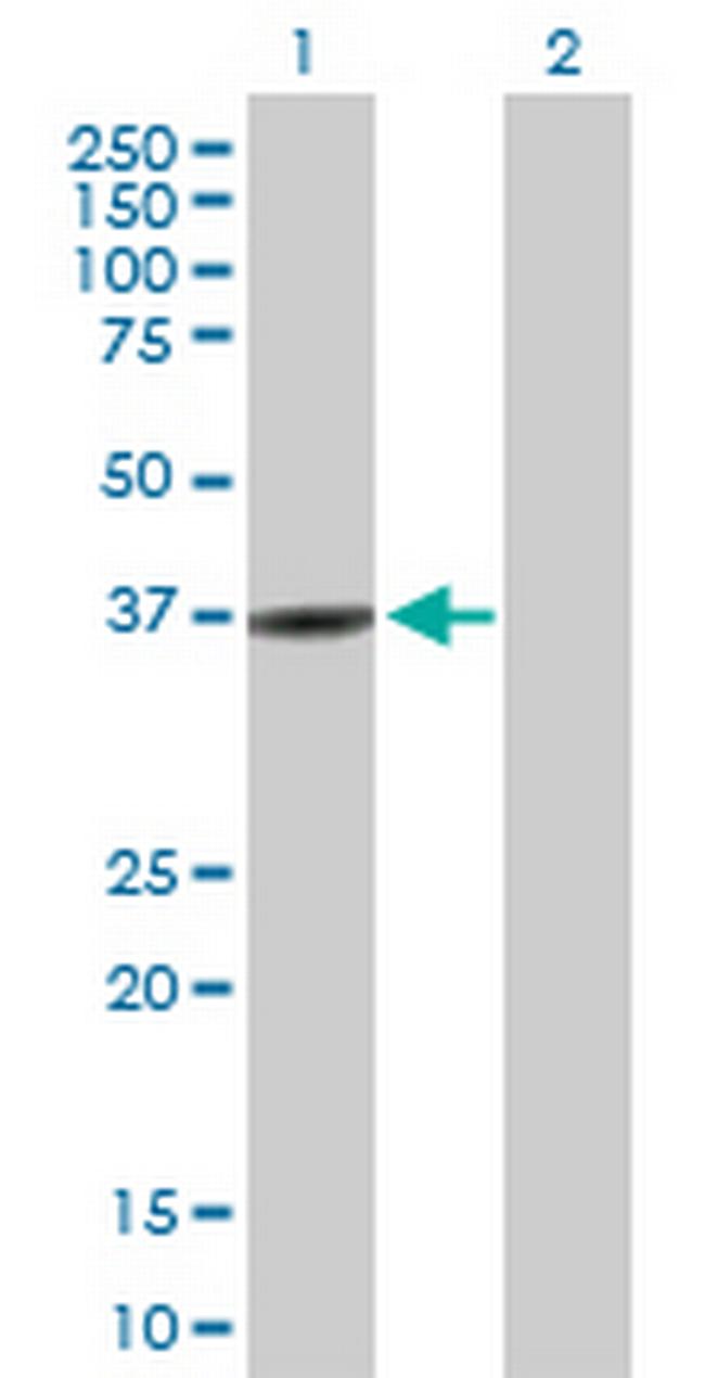 RASIP1 Antibody in Western Blot (WB)