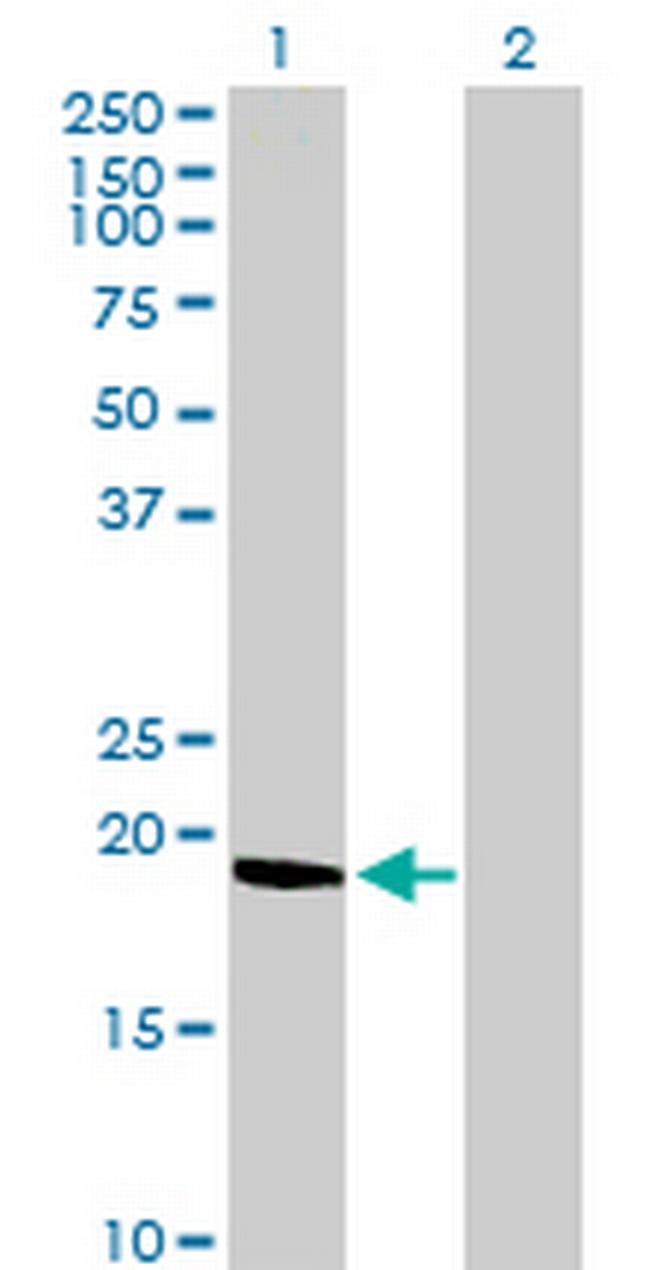 C9orf6 Antibody in Western Blot (WB)