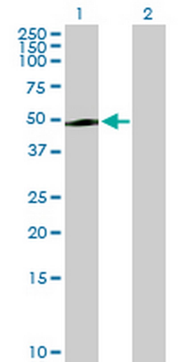 PAK1IP1 Antibody in Western Blot (WB)