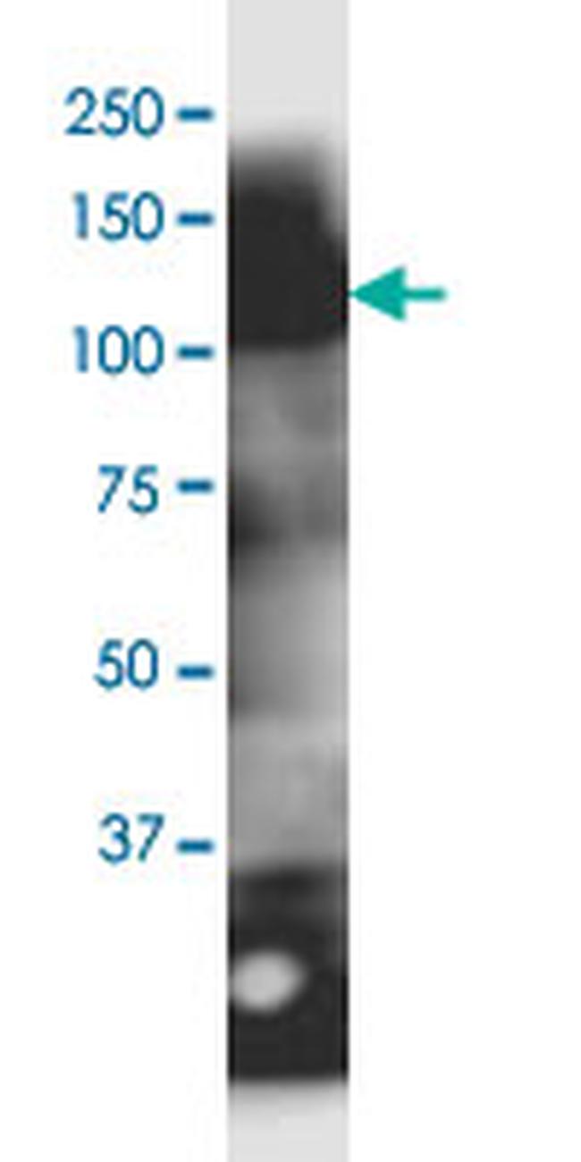 MOCOS Antibody in Western Blot (WB)