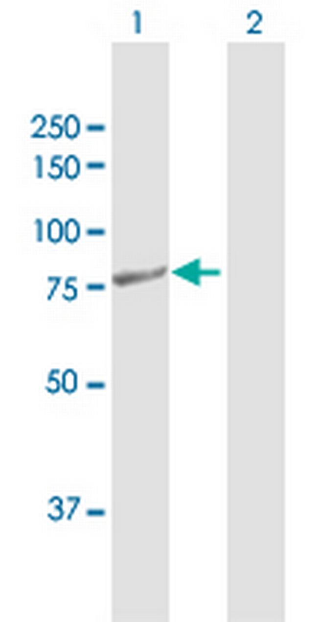 PTCD3 Antibody in Western Blot (WB)