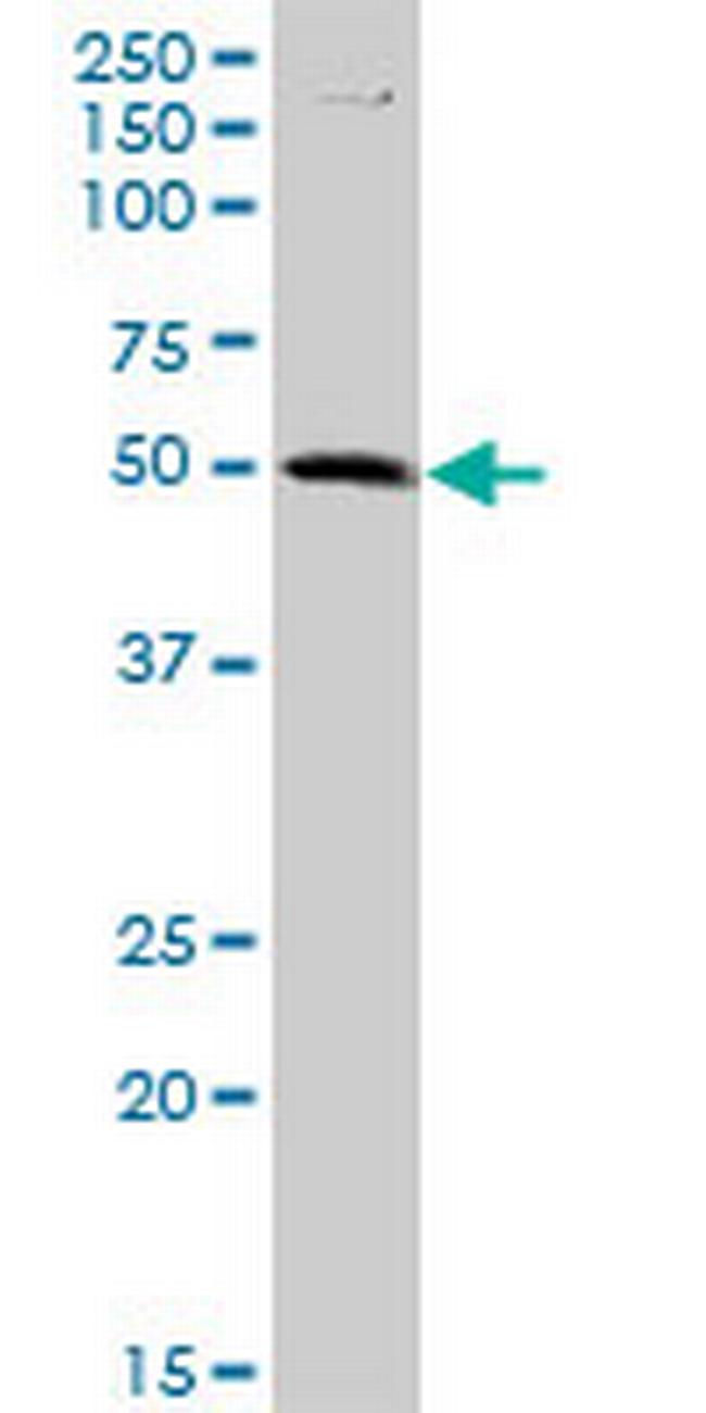 C9orf68 Antibody in Western Blot (WB)