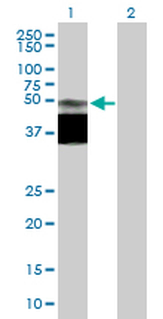 GPR172B Antibody in Western Blot (WB)