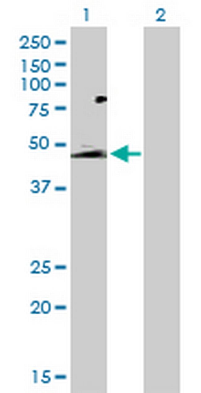GPR172B Antibody in Western Blot (WB)