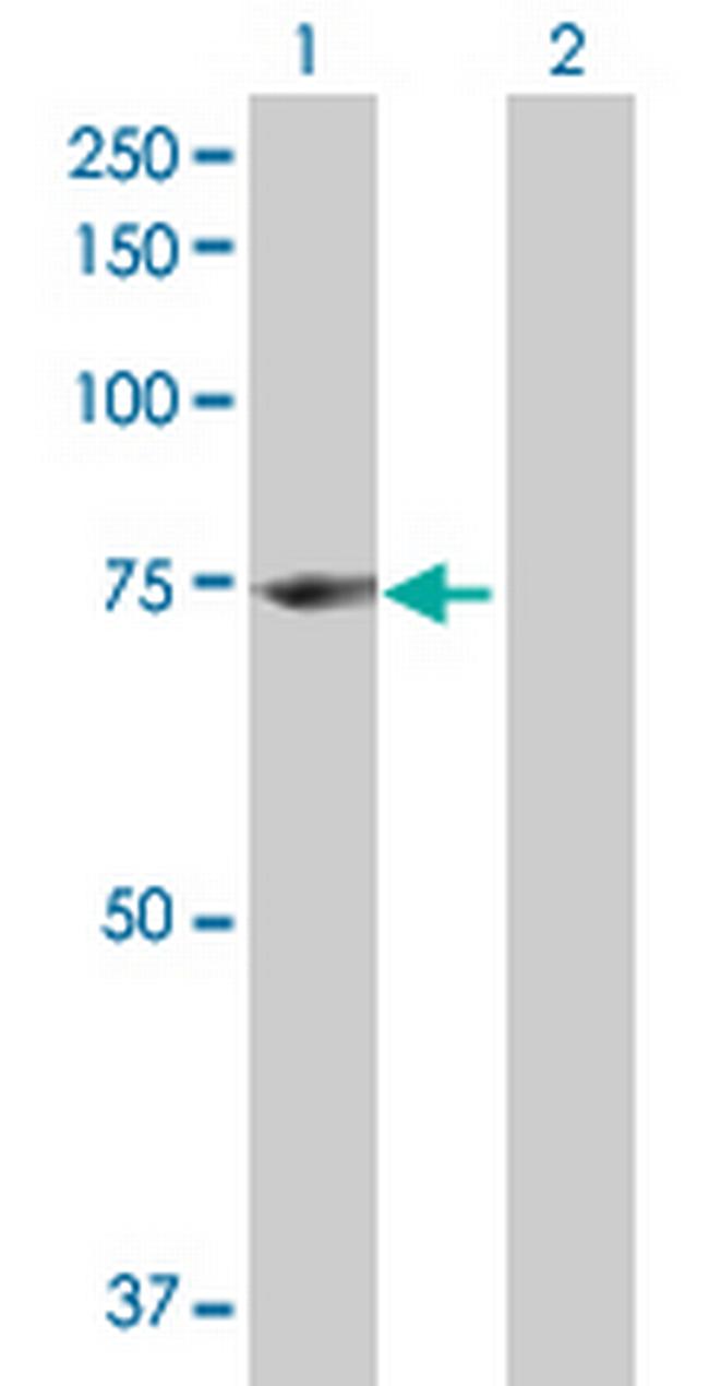 ENOX1 Antibody in Western Blot (WB)