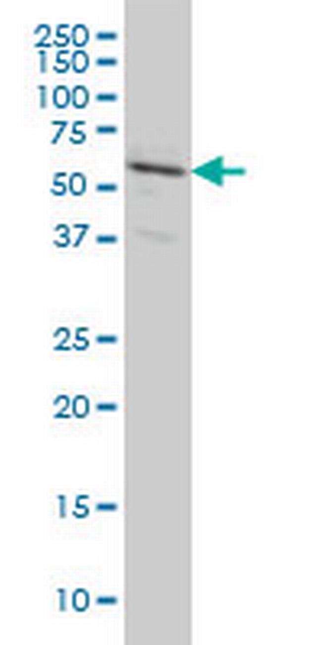 RALGPS2 Antibody in Western Blot (WB)