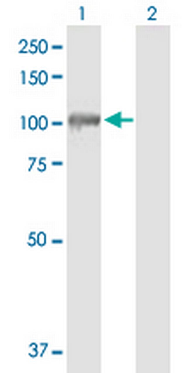 AGGF1 Antibody in Western Blot (WB)