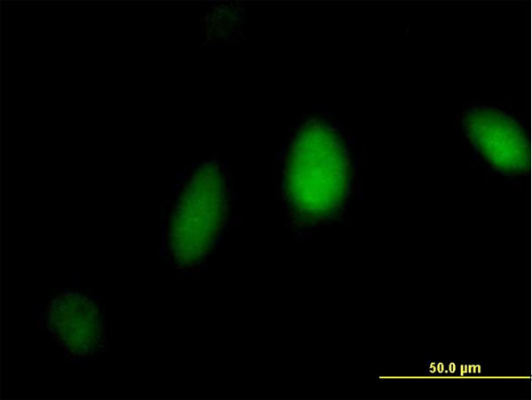 FANCL Antibody in Immunocytochemistry (ICC/IF)