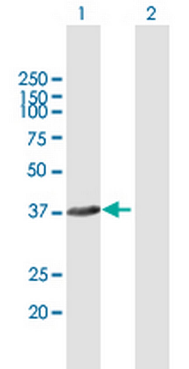 FANCL Antibody in Western Blot (WB)