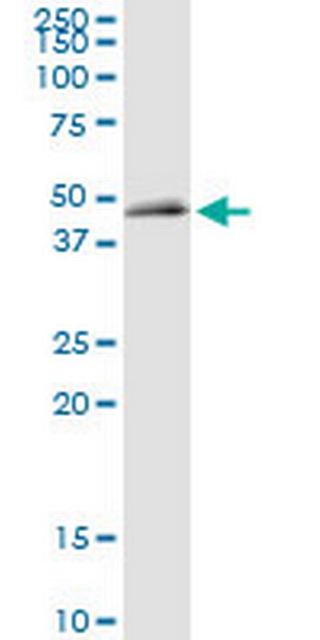 FANCL Antibody in Western Blot (WB)