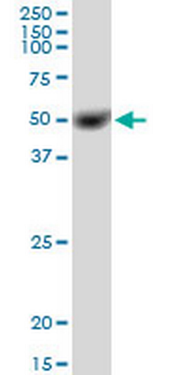 C14orf130 Antibody in Western Blot (WB)
