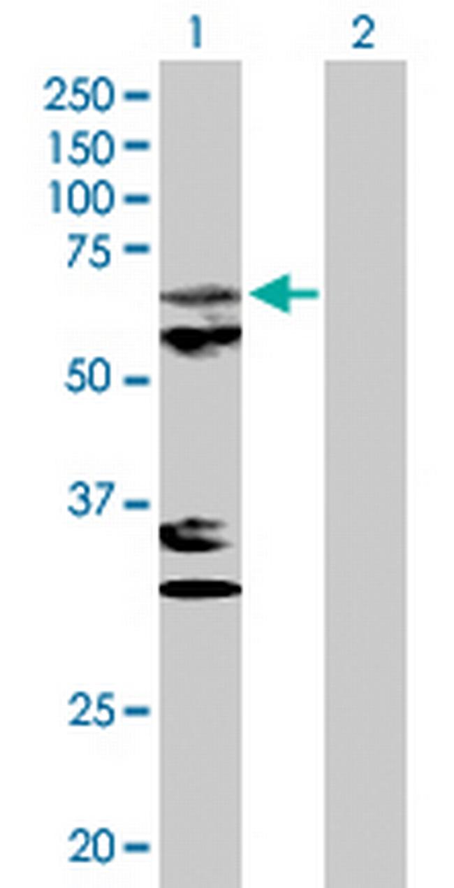 PAPD1 Antibody in Western Blot (WB)