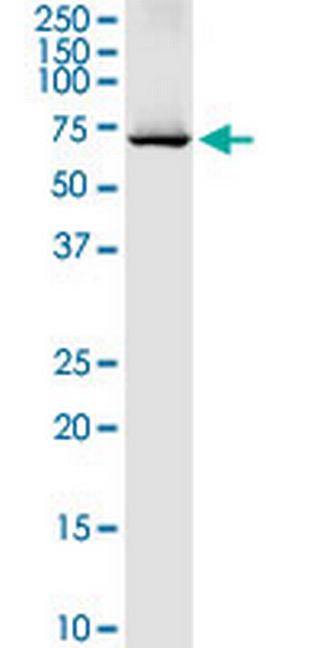 DARS2 Antibody in Western Blot (WB)