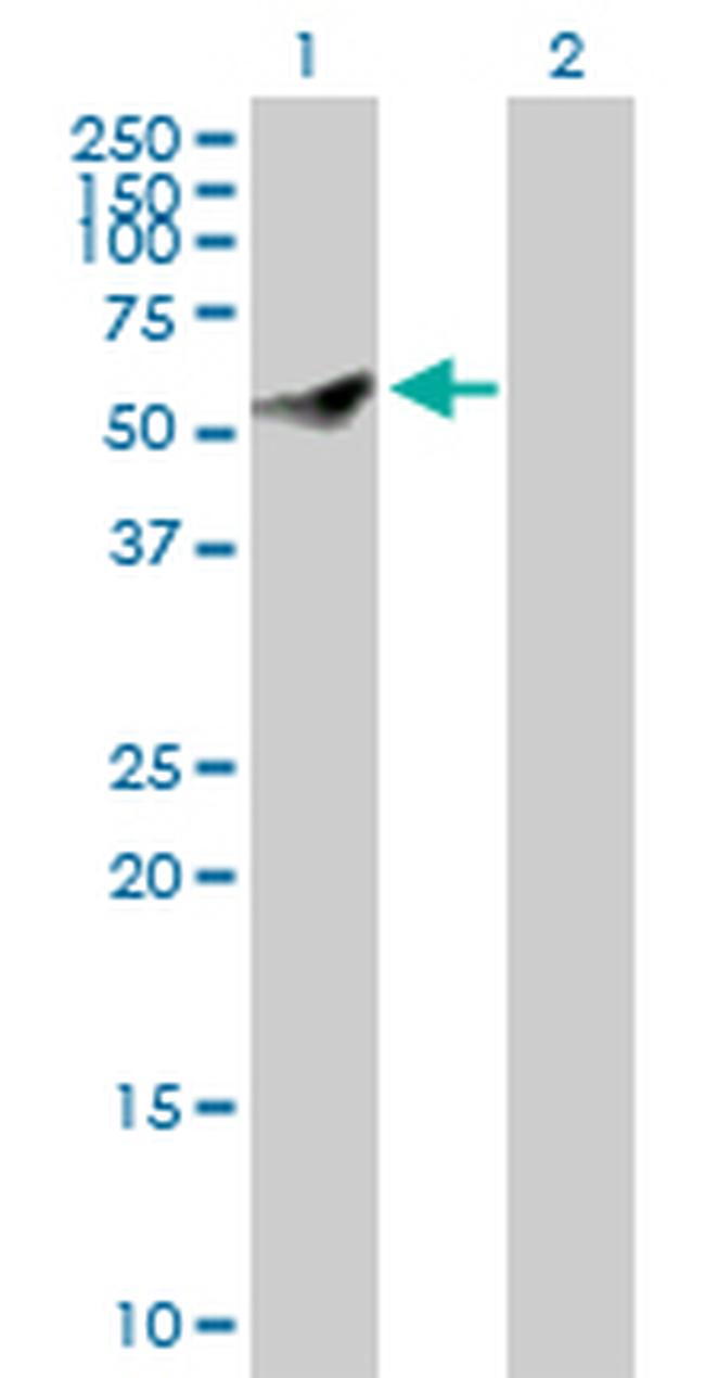 CEP55 Antibody in Western Blot (WB)