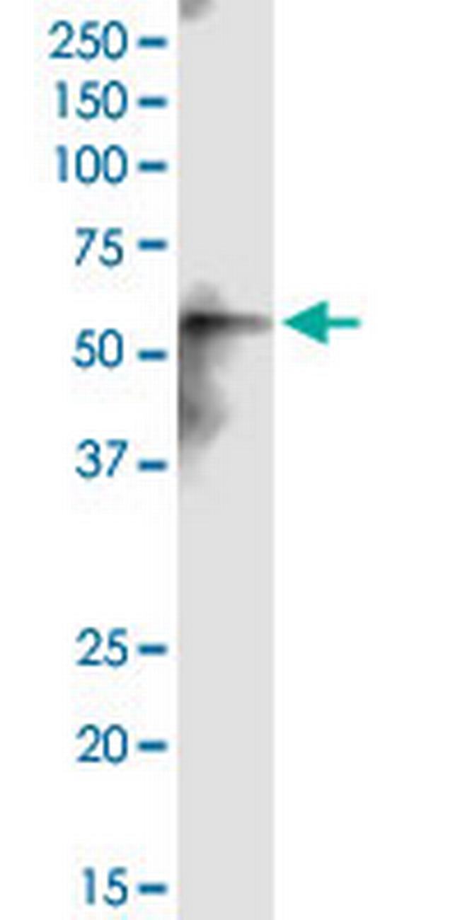 CEP55 Antibody in Western Blot (WB)