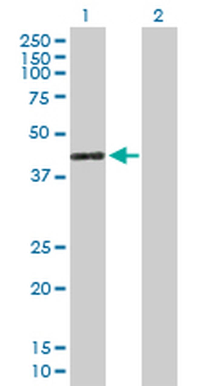 GIMAP4 Antibody in Western Blot (WB)