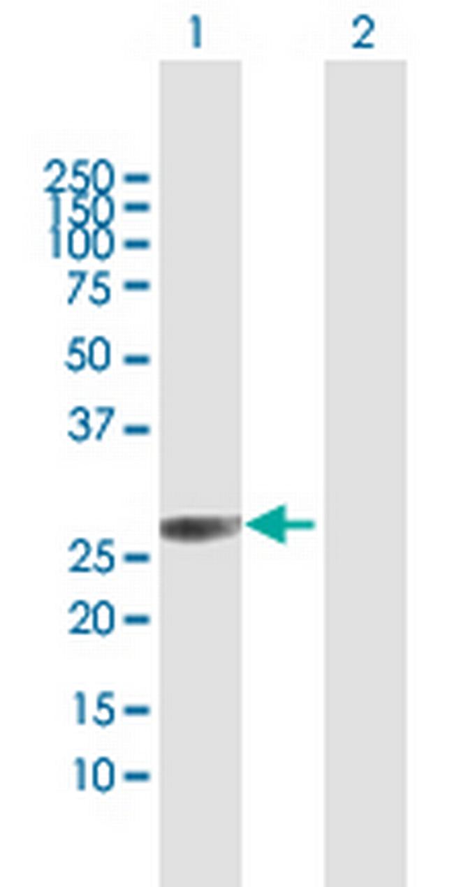 C4orf43 Antibody in Western Blot (WB)