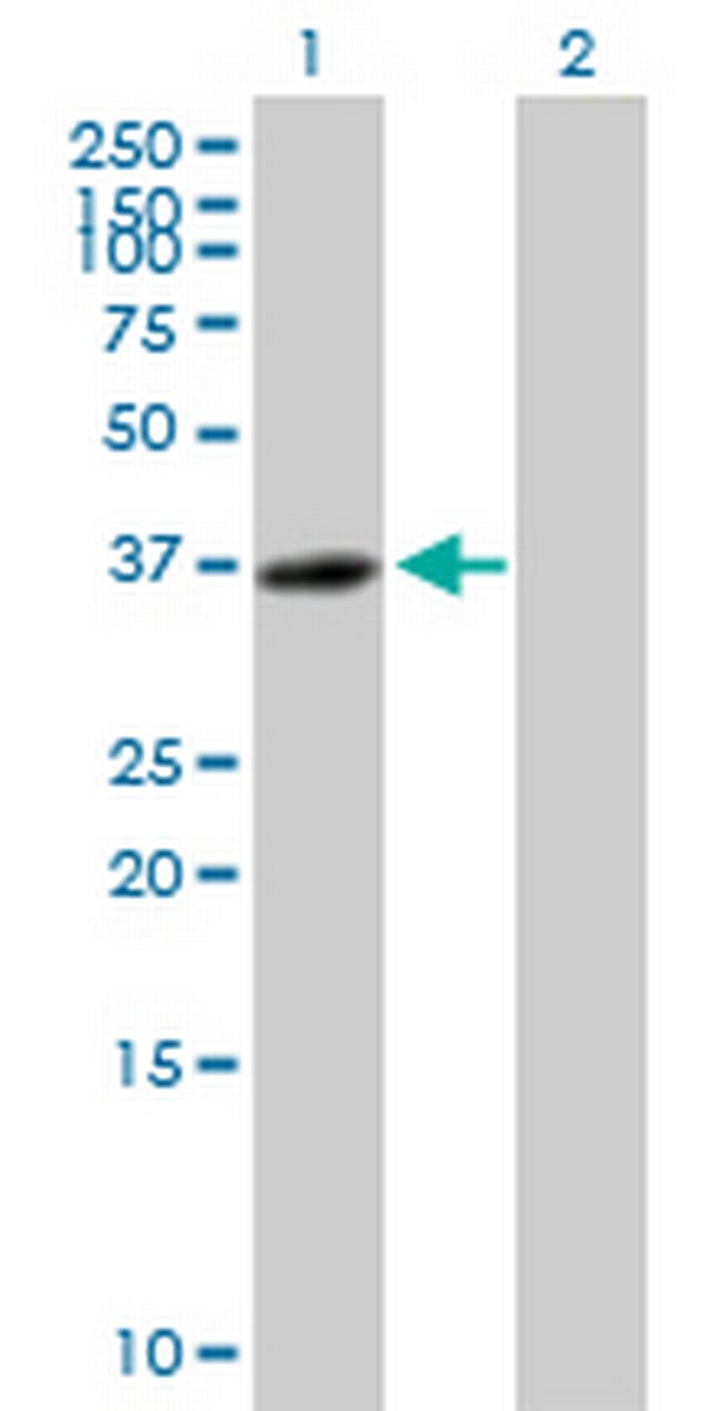 C14orf106 Antibody in Western Blot (WB)