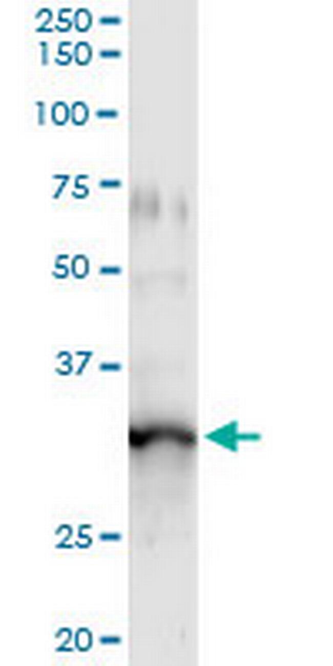 GIMAP5 Antibody in Immunoprecipitation (IP)