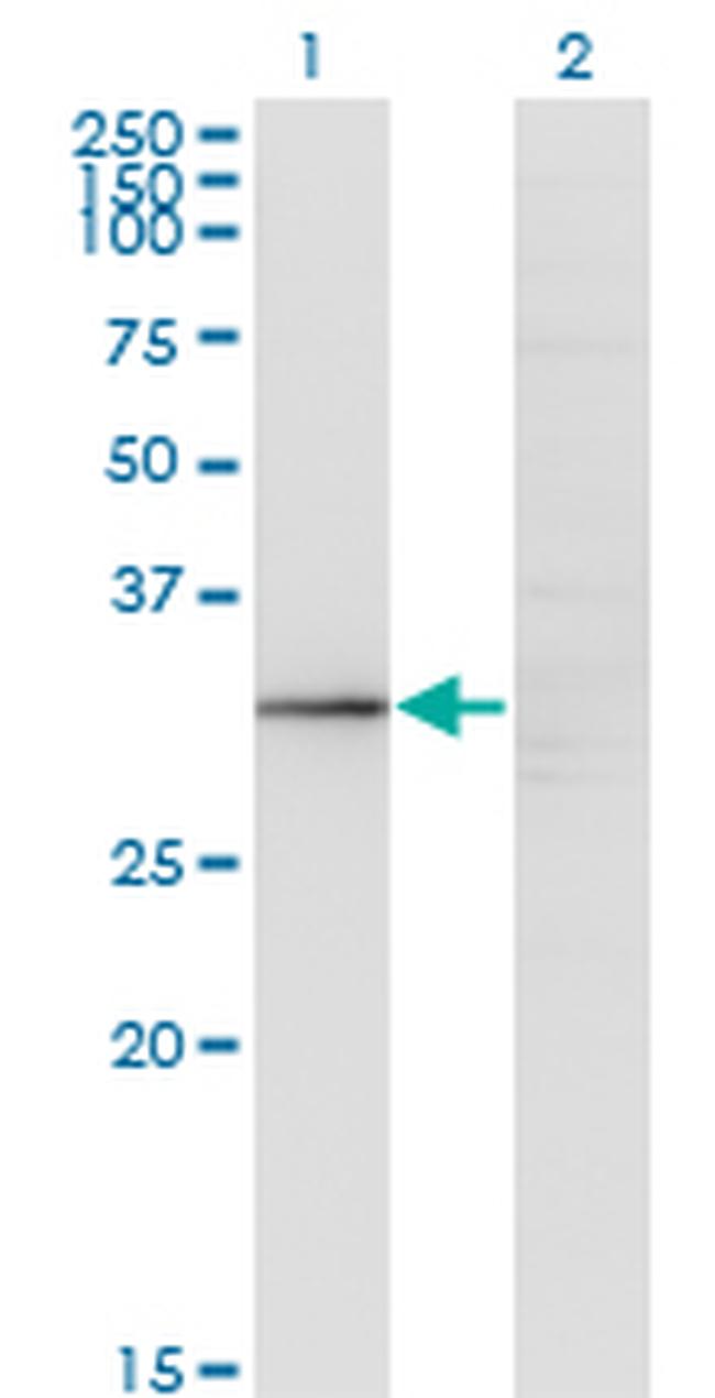 GIMAP5 Antibody in Western Blot (WB)