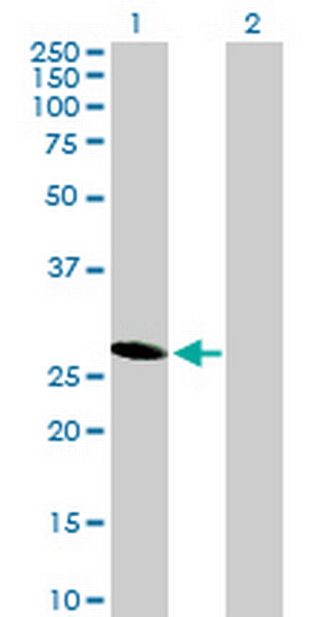 HES6 Antibody in Western Blot (WB)
