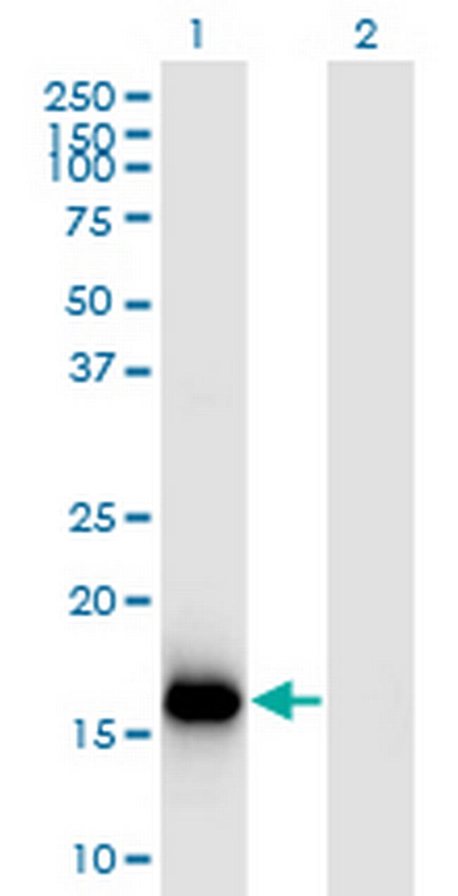 BATF3 Antibody in Western Blot (WB)
