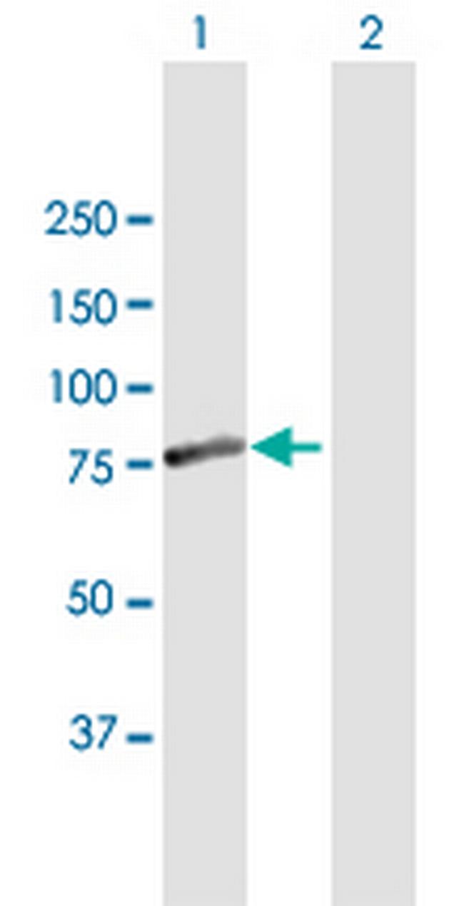 FEM1A Antibody in Western Blot (WB)
