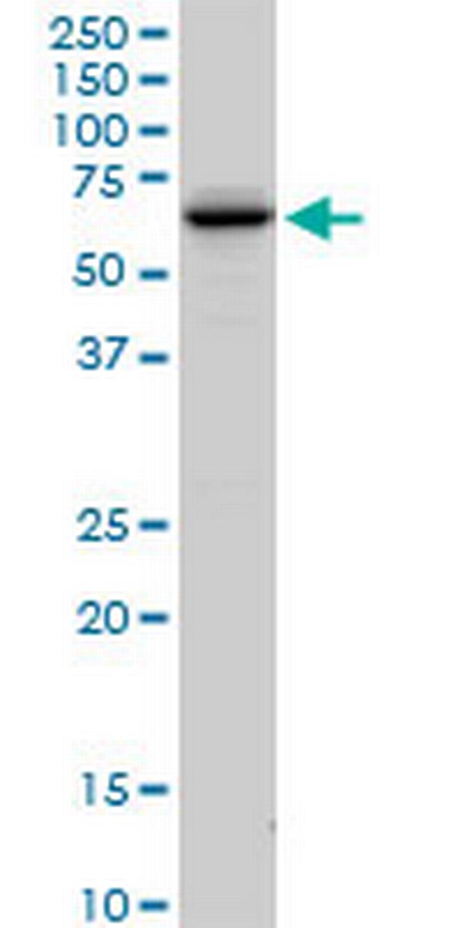 FEM1A Antibody in Western Blot (WB)