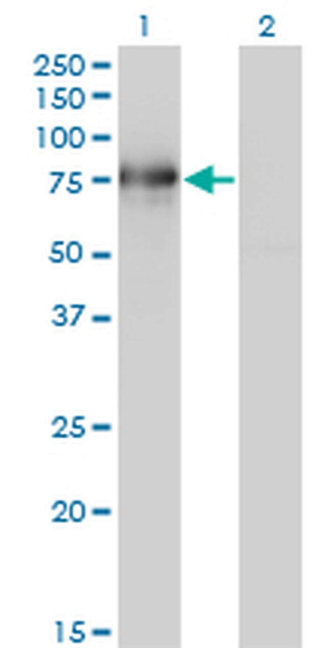 BMP2K Antibody in Western Blot (WB)