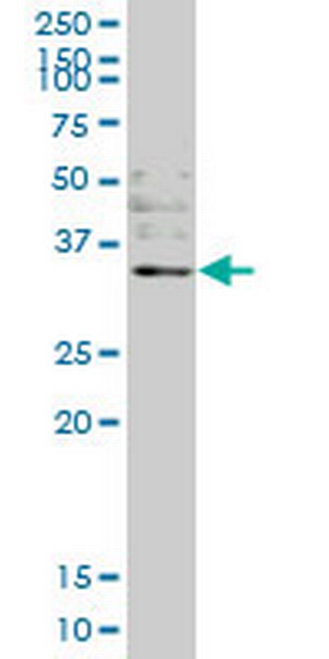 OTUB1 Antibody in Western Blot (WB)